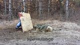 男子冒着生命危险救狼，获救后的狼举动让人感动，镜头拍下全过程