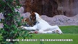 3年后白虎再见好兄弟狮子，直接一口咬了上去，镜头拍下全过程