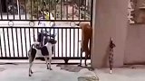 傻人有傻福，那么傻狗有傻福吗