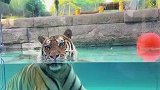 郑州连续高温，动物王国的老虎泡泳池降温