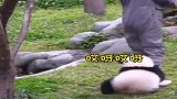 熊猫：我不想我不想我不想下来