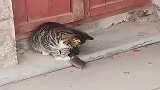 老鼠：猫大哥，放过我吧……