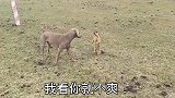 你瞅啥瞅你咋地