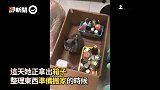 马麻忙搬家 爱猫怕被「装箱丢掉」 露无辜脸眼眶泛泪