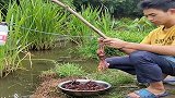 农村小伙用鸭脖做诱饵，钓了几斤大龙虾，中午能改善伙食了！