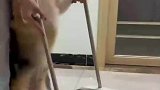 主人回家后发现满地纸屑，手把手教狗狗打扫卫生
