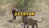 这牛犊子是不是喝假牛奶了，主动送上门给狮子吃，定有内情啊