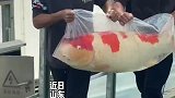 “胖宝宝”锦鲤入水，网友开启许愿模式！