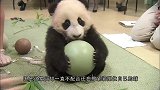 史上最艰难的翻身，刚出生的熊猫宝宝学习翻身，真是萌我一脸血啊