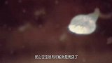 腹中胎儿的性别，是在什么时候开始决定的？看完涨见识了