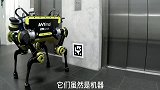 “快递狗”来了！将包裹送上门，太神奇了