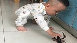 都说初生牛犊不怕虎，眼前这一幕，熊孩子这胆子也太大了！