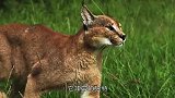 非洲独特的一种猫狞猫，耳朵自带“天线”跳跃可达3米，很是厉害