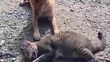 猫：不拿点小鱼干，我今天就不起来！