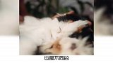 宠物冷知识：猫咪也有分离焦虑症？