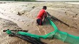 将一条河截留，利用大网捕捉海鲜，这样的赶海真是难得一见！