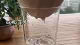 当猫咪掌握了人类工具，开椰子也不在话下