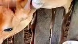 不是说看水牛吗，你这是水泥牛吧