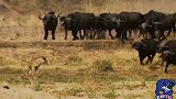 狮子在行动15水牛疯狂反击狮子，不让水牛喝水是绝对错误的