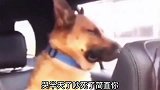 爆笑：有我一只狗还不够吗？