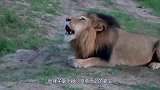 雄狮惨遭十几只鬣狗攻击，被咬的发出绝望惨叫，结局发生神反转