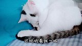 谁家的小懒猫，躺我床上了