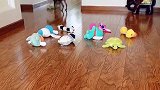 这狗子神了认识五十多种玩具