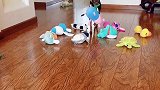 这狗子神了 认识五十多种玩具