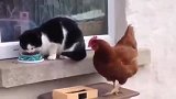 公鸡明目张胆的吃猫咪的口粮，猫咪的连环拳被公鸡无视，好尴尬