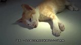小猫吃太快了，被鱼刺卡了喉咙，猫咪我怀疑猫生了