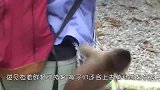 猴子把小女孩当自己的孩子，寸步不离还要抱她，画面看上去很搞笑