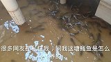 玲玲天台养鱼，算不了十分成功，只能把知道的分享给大家