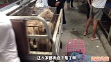 逛农村最大的狗市，各类狗狗品种齐全，快来看看有你喜欢的狗吗