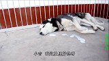 二哈口吐白沫中毒了，小吉询问后得知，这傻狗误把毒药当饮料喝了