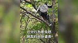 游客在秦岭捡板栗未果，竟爬上树拿锯子锯树，当地人立马狂飙方言
