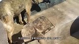 狗：拿着铁锹逼着我写检讨