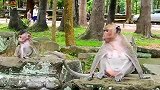 想在妈妈嘴巴里找吃的，猴子宝宝真逗