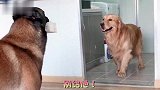 主人上厕所没纸，让马犬去拿，结果金毛堵门口不让马犬进，太逗了