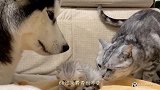 瞅瞅二哈看小奶猫的那小眼神儿，这个二哈太有爱了吧！