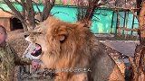 狮子被主人训斥，趴在地上又气又无奈，差一点就扑上去了