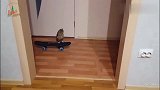 乐惨了！“古惑仔”猫头鹰玩滑板,看它一副谁都瞧不起的模样！