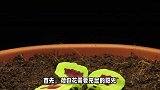 荷包花的养殖方法和注意事项