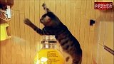 谁说只有人才能参加瓶盖挑战看这只猫的流畅动作，被它帅到了！