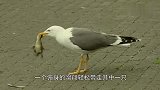 小鸭当着妈妈的面被生吞，海鸥的肆无忌惮，把一群鸭妈妈惹怒了！