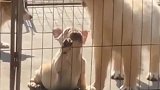 短腿的狗狗喝水也可怜，心疼这只都斗牛犬！