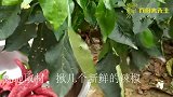 40年秘制辣椒酱的配方，香辣过瘾味道正宗，吃一次永生难忘