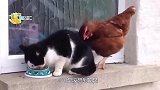 猫咪遇到母鸡，居然装疯卖傻，以为母鸡好欺负吗？