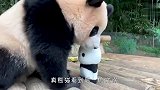 饲养员拿过去一个熊猫玩偶，真熊猫看到后，反应太逗了
