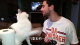 男主人想要亲亲猫咪，结果反遭一顿毒打，猫咪：白日做梦么？