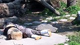 熊猫宝宝受委屈了，哭唧唧地找奶爸求安慰，这也太可爱了吧